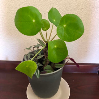 Pilea Tradescantia Plant Mix RV