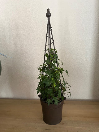 LIVE ENGLISH IVY TOPIARY WITH BRONZED METAL FORM 22.5 X 5 TOP CAN BE REMOVED (KJS) RCD|71886