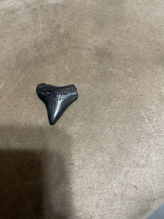 1.5 juvenile megalodon rsv