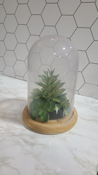 Frosted Glass Cloche Terrarium