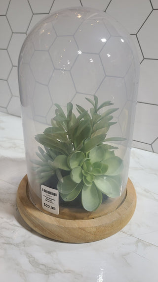 Frosted Glass Cloche Terrarium