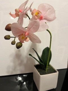 #1209 Small Orchid Pale Pink