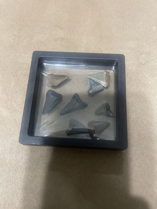 Great, white shark teeth from South Carolina rsv