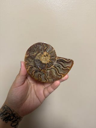 Ammonite Fossil RSV|90945