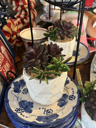Potted fake succulents RCD