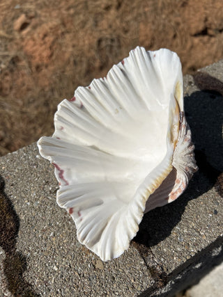 12F Bear Paw Clam Shell 7.5” MTS|94105