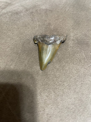 2.3 angustiden megalodon, tooth, brown, and color rsv