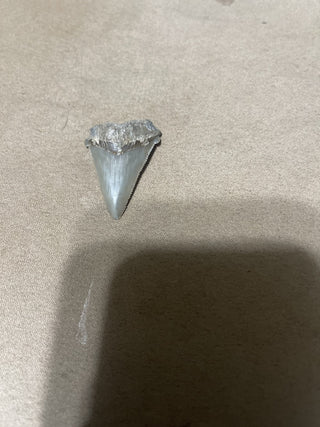 Angus Staton tooth from Swanee River grey in color rsv
