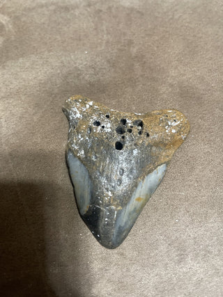 3.4 boring clam whole megalodon from South Carolina rsv
