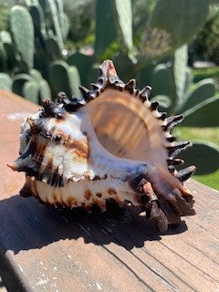 Natural Conch Black Murex Shell RCD|67669