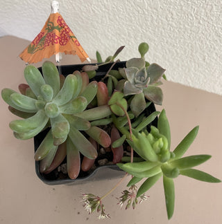 Ruby Necklace Succulent Mix Square Pot MTS|70759