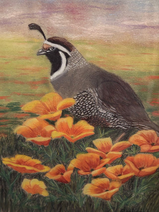 California Quail in Poppies   MTS