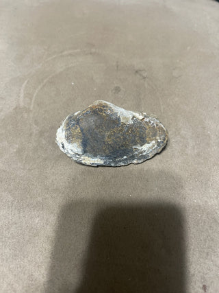 fossil shell rsv