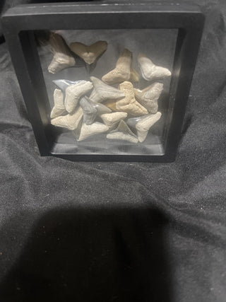 Bull shark teeth rsv