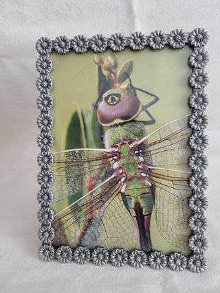 5-1/2 x 7-1/2" Silvertone Framed Pix Dragonfly RCD