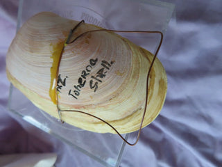 Hand painted shell art MTS
