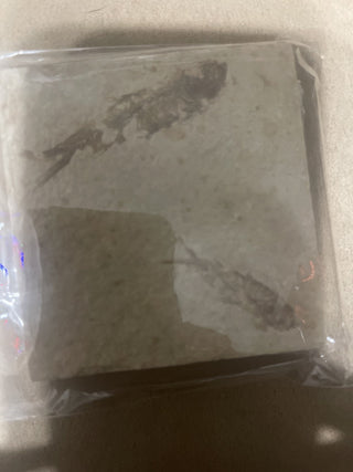 fossil with two fish rsv