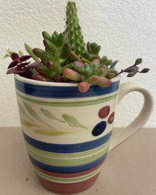 Colorful Succulent Cactus Mug MTS|70898