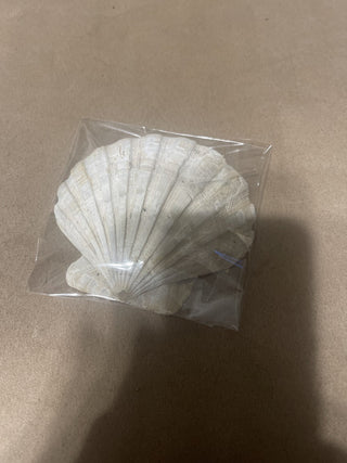 fossil shell Chesapecten Jeffersonius rsv