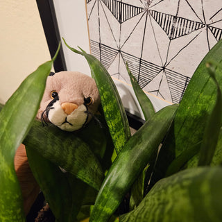 Beanie Babies - Canyon (Cougar)