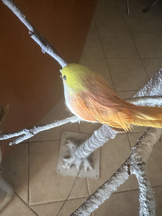 Holiday Home Birch Tree #62 VV MTS|125512