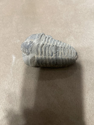 large Trilobite rsv
