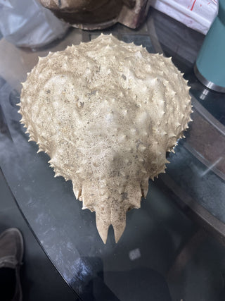 crab shell rsv