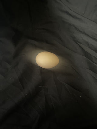 plain plastic egg rsv