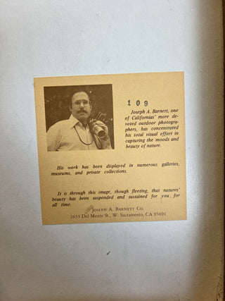 J. Barnett Framed Tree Art|62450