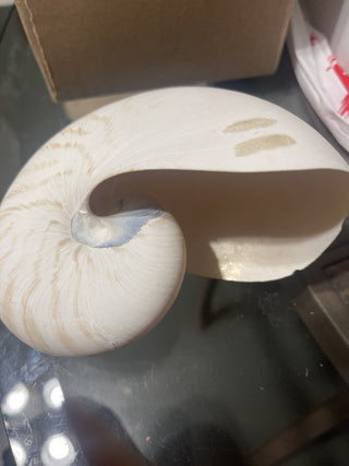 Nautilus Pompilius shell rsv