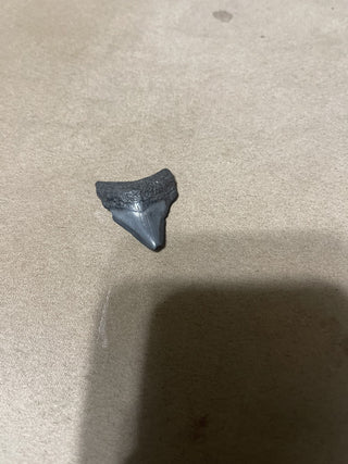 Angus Staton tooth from Swanee River black and color rsv