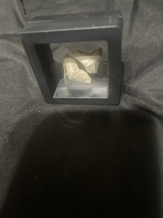 bone Valley, lemon shark teeth rsv