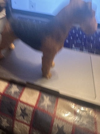 Airedale Terrier Figurine #62 VV MTS|130809