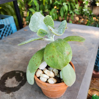 KALANCHO MILLOTII SUCCELENT|78461