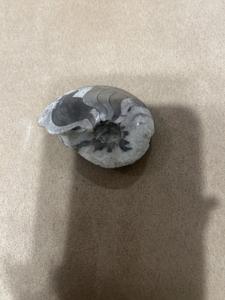 Ammonite fossil rsv