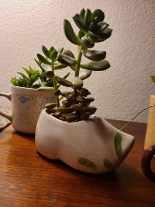 Cuppa Succulents, locally grown, vintage cup planters RCD