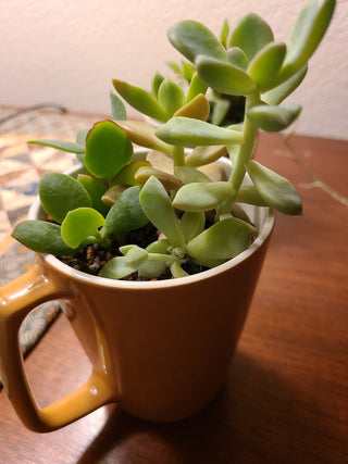Cuppa Succulents, locally grown, vintage cup planters RCD