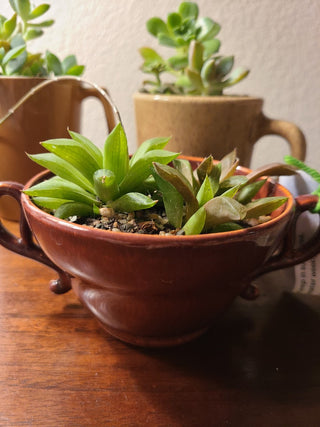 Cuppa Succulents, locally grown, vintage cup planters RCD