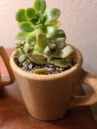 Cuppa Succulents, locally grown, vintage cup planters RCD