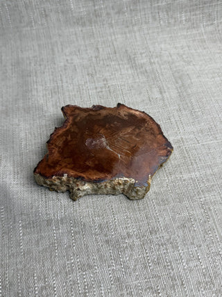 Petrified Wood Slab