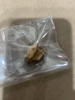 fossil tooth rsv