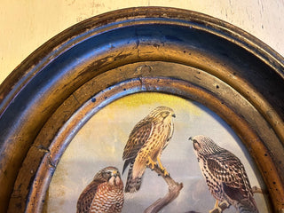 Large vintage oval frame with Vintage 1934 Hawks bird print. Riffraff Works RSV|111175