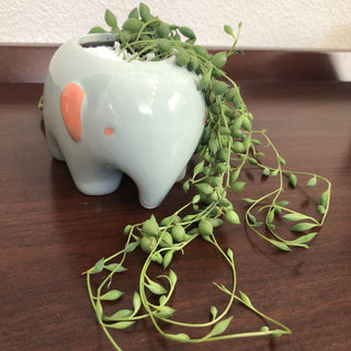 Elephant String of Tears Succulent Plant RSV