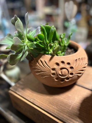 10H Mex Terracotta pot with Succulents MTS|117380