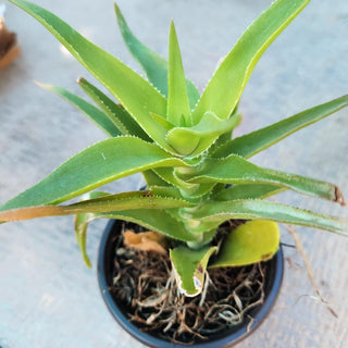 ALOE STRIATULA  SUCCULENT|76442