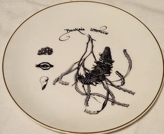 BANKSIA LITTORALIS PLATE SIMPLY BOTANICAL 8" PHILIPPA NIKULINSKY AUSTRALIA|98712