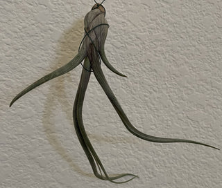 Long Airplant Tillandsia Hanging RSV|84626
