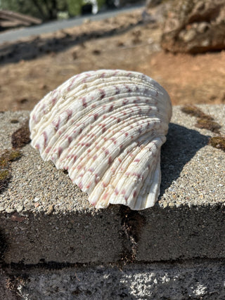 12F Bear Paw Clam Shell 7.5” MTS|94102