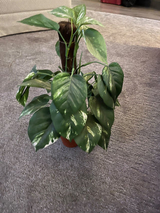 Plant RCD