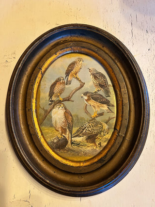Large vintage oval frame with Vintage 1934 Hawks bird print. Riffraff Works RSV|111174
